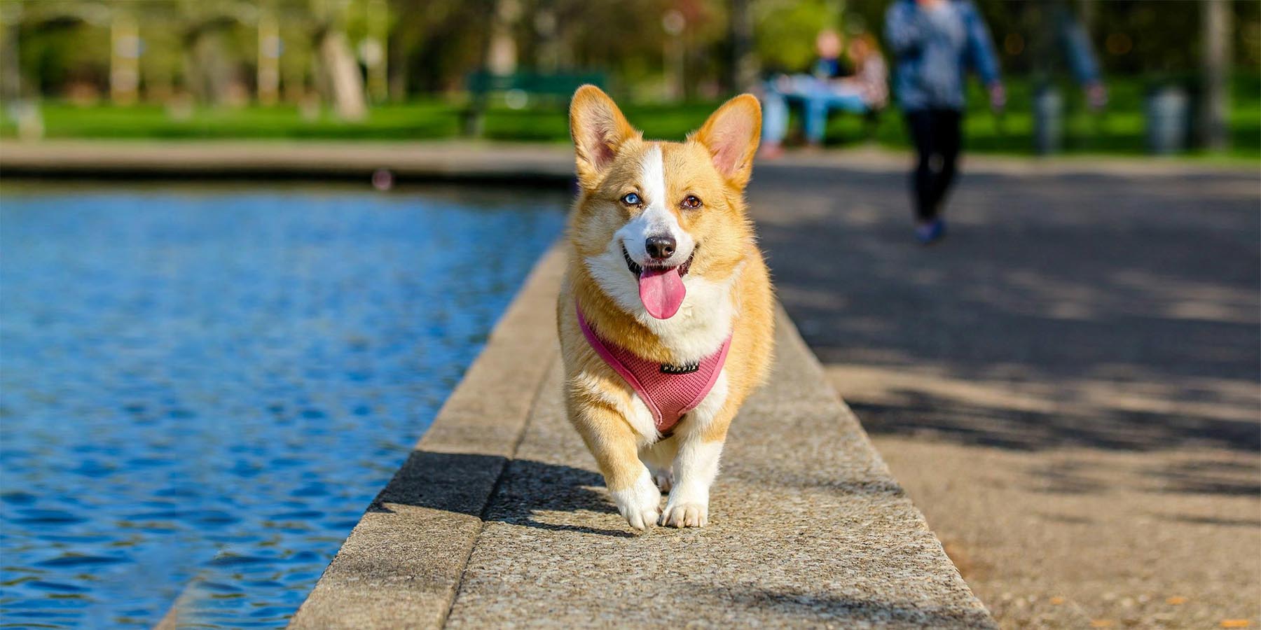 A Corgi dog walking through a ledge next to a lake