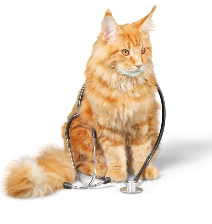 A cat with a stethoscope on it