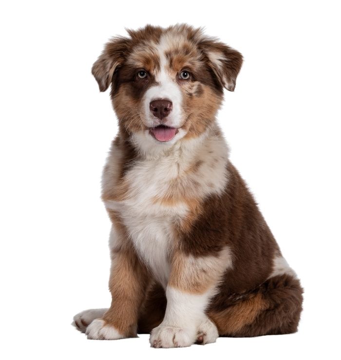 An Australian Shepherd puppy