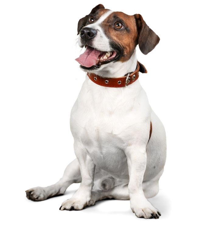 A Jack Russell terrier dog on a white background