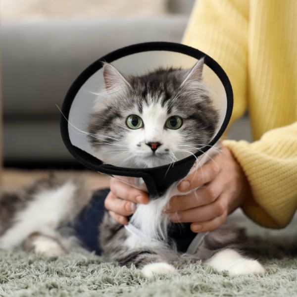 A lady gently holding a cat wearing surgery collar