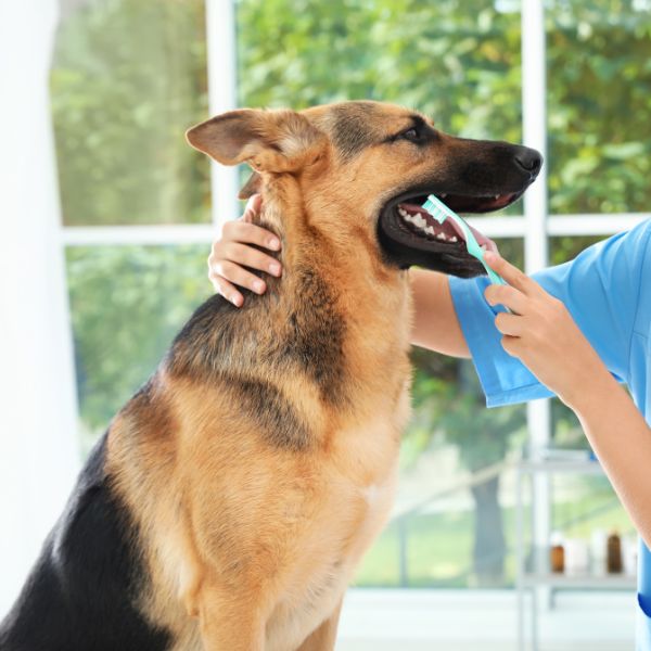 A lady vet cleaning a dog's teeth with a toothbrush