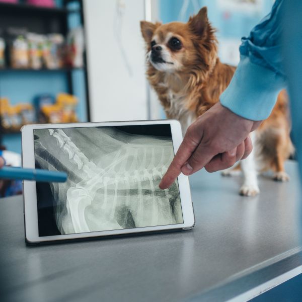 Vets examining a Chihuahua dog's X-ray