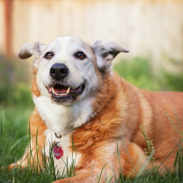 An old dog lying in the grass