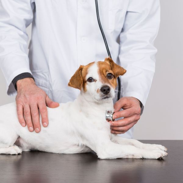 A dog being examined by a vet with a stethoscope