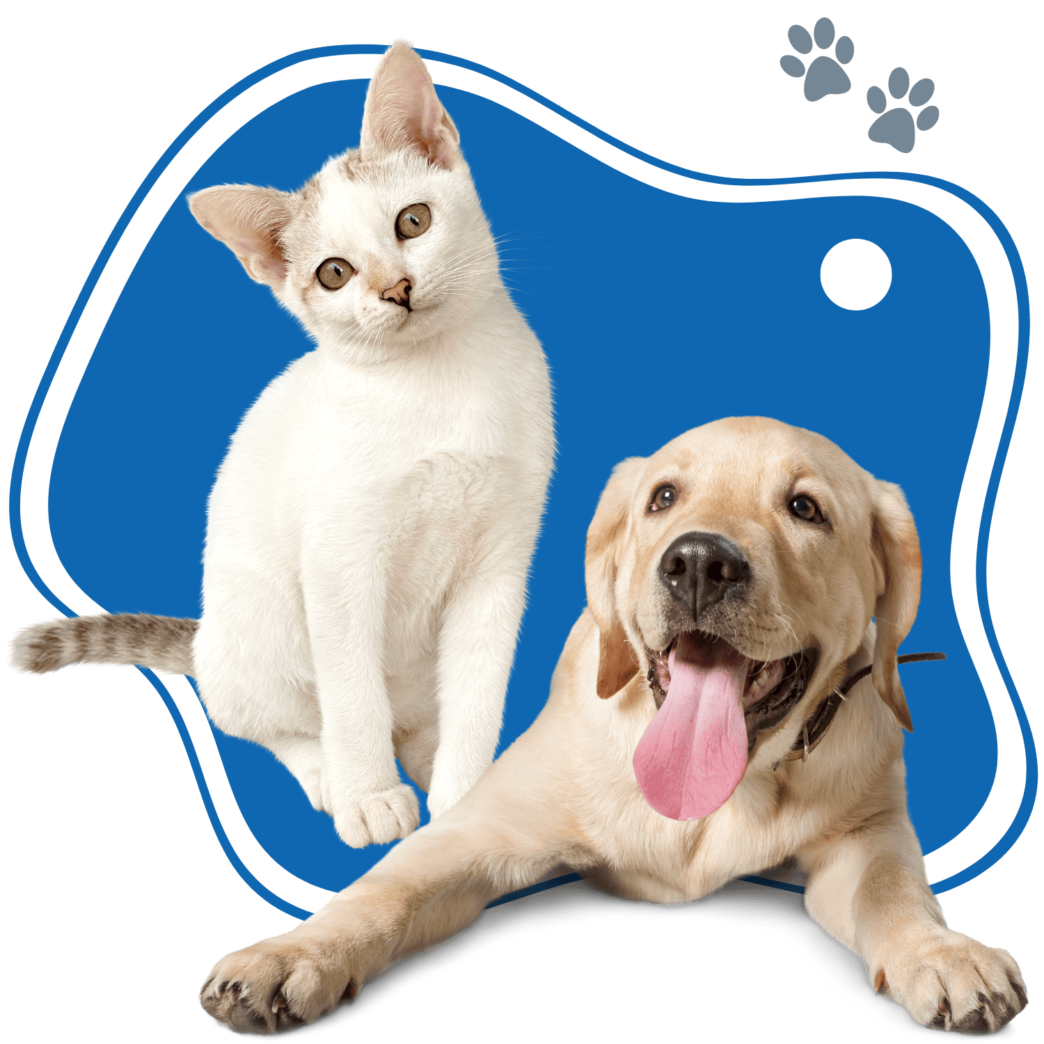 A cat and a dog on a blue background