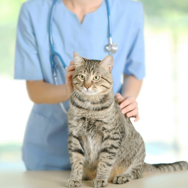 A lady vet examining a cat sitting on a table