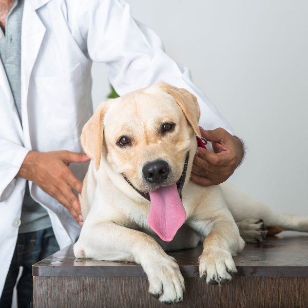 Vet examining a Labrador Retriever dog