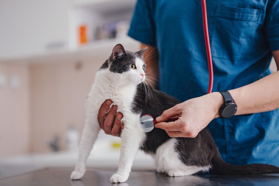 Veterinary Appointment In Fort Myers, FL | Suburban Animal